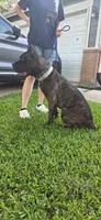 Dawn, a female Cane Corso for sale in Houston, TX – 2 of 10