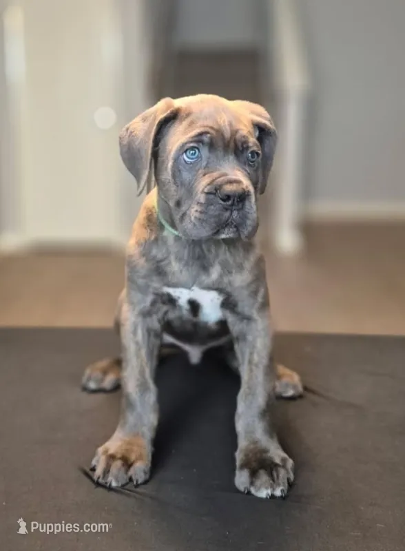 Gambit – Cane Corso puppy for sale in Houston, TX
