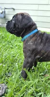 Mystique, a female Cane Corso for sale in Houston, TX – 5 of 5