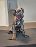 Rogue, a female Cane Corso for sale in Houston, TX – 1 of 5