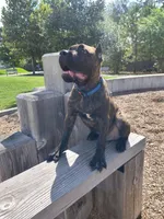 Beast, a male Cane Corso for sale in Houston, TX – 2 of 10