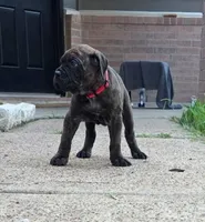 Juggernaut, a male Cane Corso for sale in Houston, TX – 3 of 3