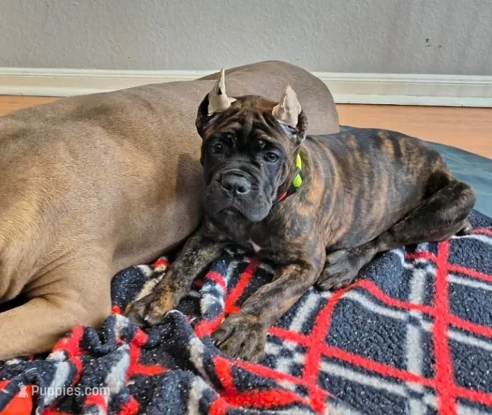 Jubilee – Cane Corso puppy for sale in Houston, TX