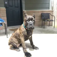 Mystique, a female Cane Corso for sale in Houston, TX – 1 of 10