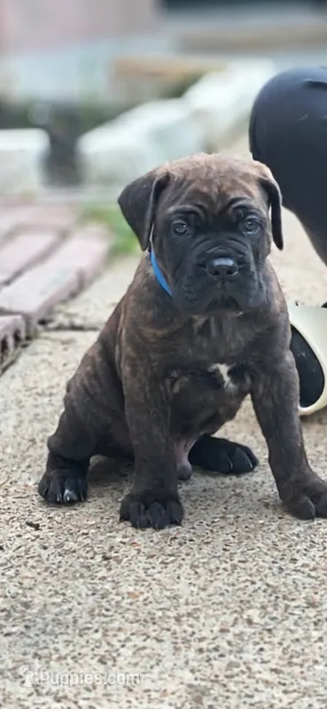 Beast – Cane Corso puppy for sale in Houston, TX