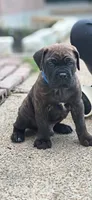 Beast, a male Cane Corso for sale in Houston, TX – 1 of 2
