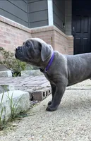 Storm, a female Cane Corso for sale in Houston, TX – 1 of 4