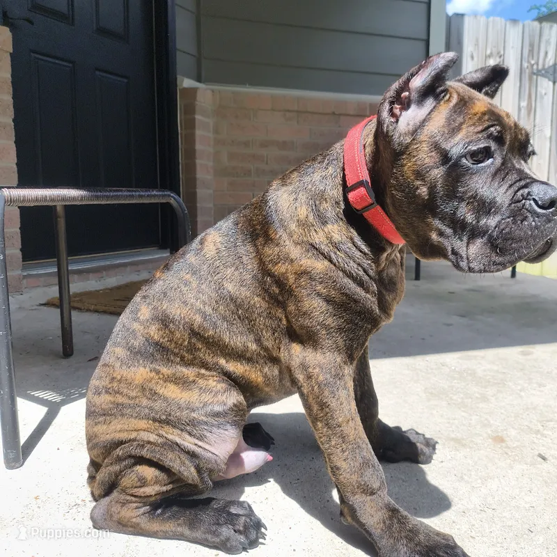 Juggernaut – Cane Corso puppy for sale in Houston, TX