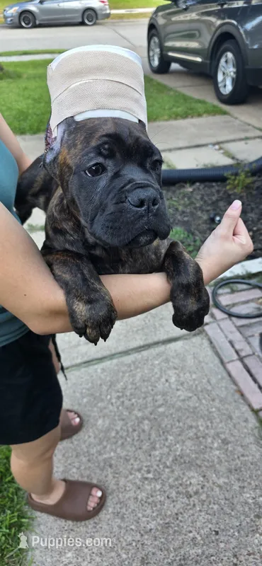 Jubilee – Cane Corso puppy for sale in Houston, TX
