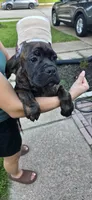 Jubilee, a female Cane Corso for sale in Houston, TX – 1 of 6
