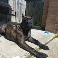 Beast, a male Cane Corso for sale in Houston, TX – 3 of 10