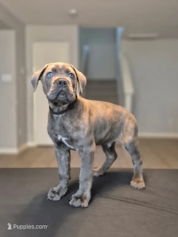 Nightcrawler – Cane Corso puppy for sale in Houston, TX
