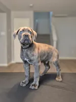 Nightcrawler, a male Cane Corso for sale in Houston, TX – 1 of 5