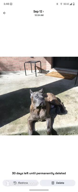 Logan – Cane Corso puppy for sale in Houston, TX
