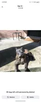 Logan, a male Cane Corso for sale in Houston, TX – 2 of 10