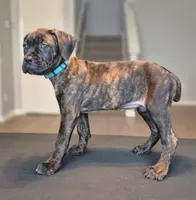Mystique, a female Cane Corso for sale in Houston, TX – 3 of 8