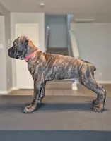 Juggernaut, a male Cane Corso for sale in Houston, TX – 3 of 6