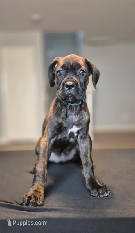 Mystique – Cane Corso puppy for sale in Houston, TX