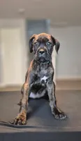 Mystique, a female Cane Corso for sale in Houston, TX – 1 of 8