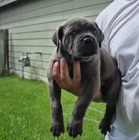 Storm, a female Cane Corso for sale in Houston, TX – 4 of 4