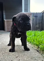 Rogue, a female Cane Corso for sale in Houston, TX – 2 of 3