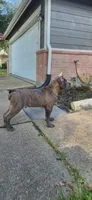 Logan, a male Cane Corso for sale in Houston, TX – 4 of 10