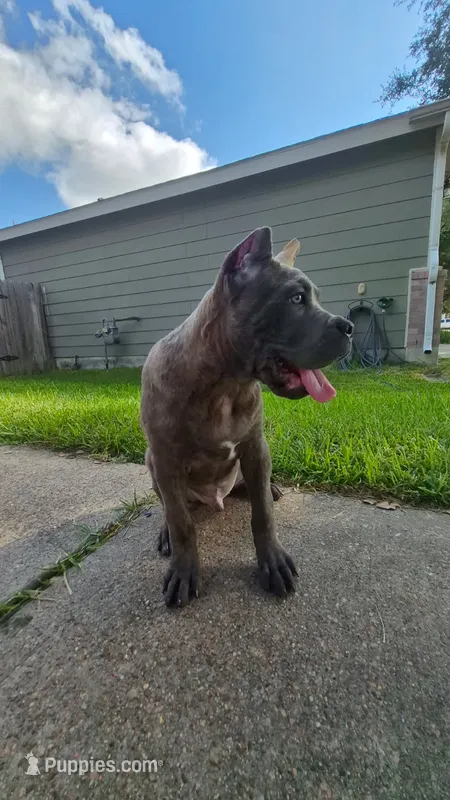 Logan – Cane Corso puppy for sale in Houston, TX