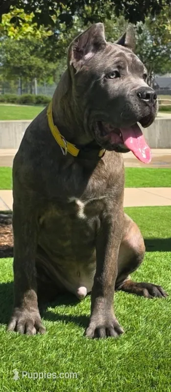Logan – Cane Corso puppy for sale in Houston, TX