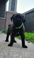 Jubilee, a female Cane Corso for sale in Houston, TX – 2 of 3