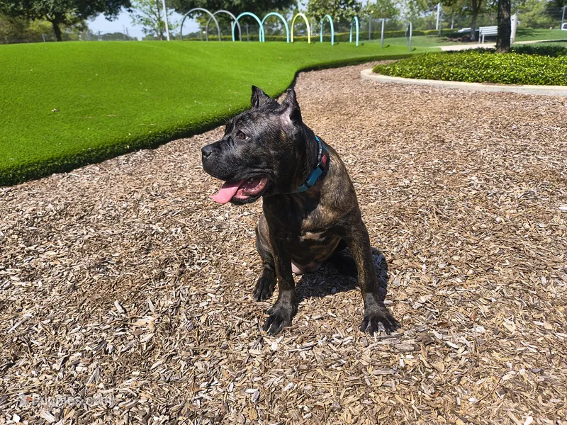 Mystique – Cane Corso puppy for sale in Houston, TX