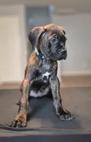 Mystique, a female Cane Corso for sale in Houston, TX – 2 of 8