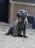 Logan, a male Cane Corso for sale in Houston, TX – 2 of 2