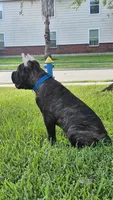 Beast, a male Cane Corso for sale in Houston, TX – 6 of 10
