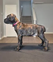 Rogue, a female Cane Corso for sale in Houston, TX – 2 of 5
