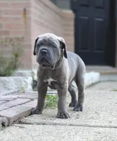 Professor X, a male Cane Corso for sale in Houston, TX – 2 of 3