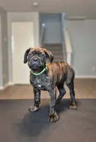 Jubilee, a female Cane Corso for sale in Houston, TX – 3 of 6
