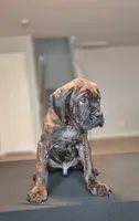 Juggernaut, a male Cane Corso for sale in Houston, TX – 2 of 6