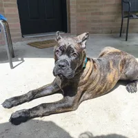 Mystique, a female Cane Corso for sale in Houston, TX – 2 of 10