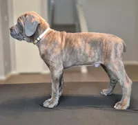 Professor X, a male Cane Corso for sale in Houston, TX – 2 of 6