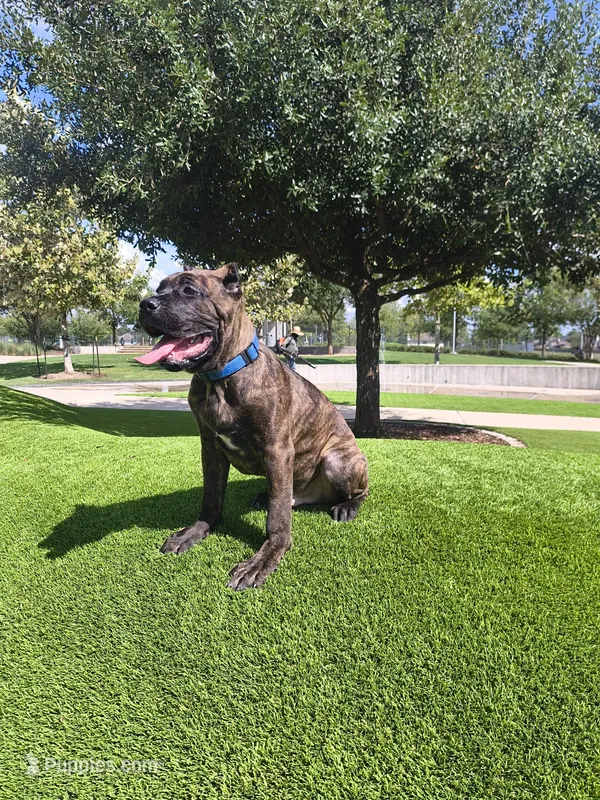Beast – Cane Corso puppy for sale in Houston, TX