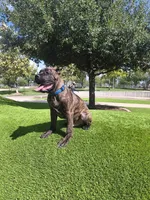 Beast, a male Cane Corso for sale in Houston, TX – 1 of 10