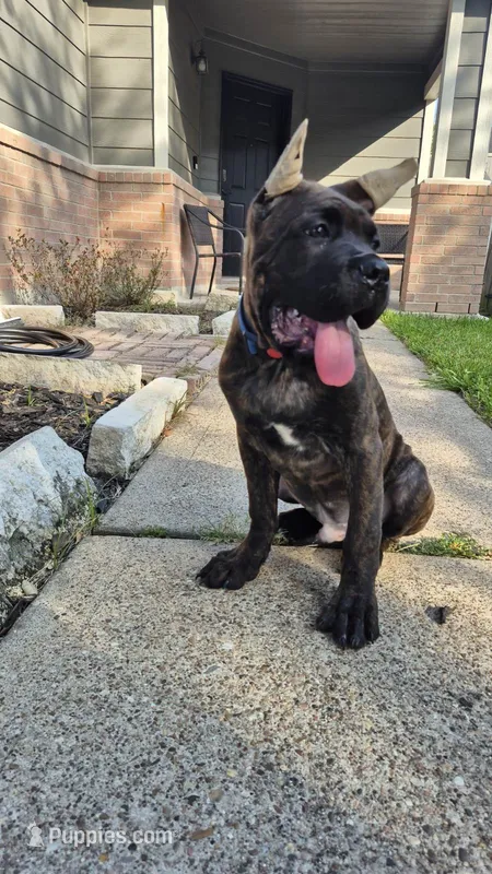 Beast – Cane Corso puppy for sale in Houston, TX