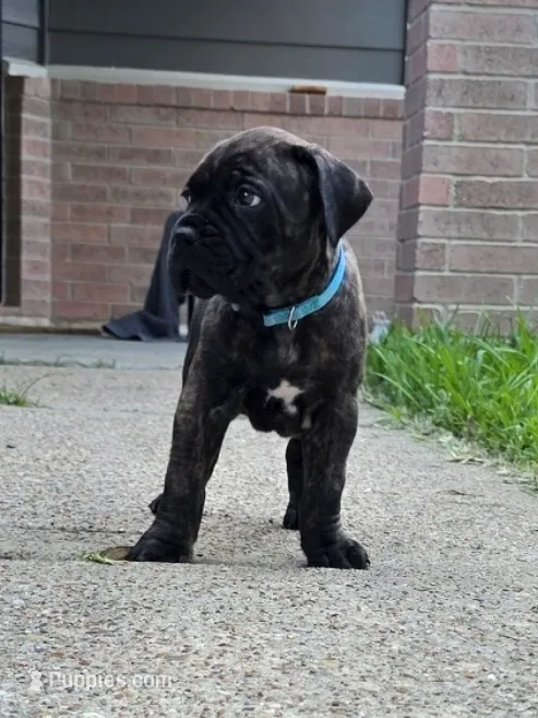Mystique – Cane Corso puppy for sale in Houston, TX