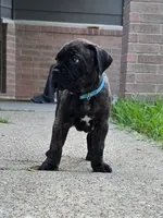 Mystique, a female Cane Corso for sale in Houston, TX – 1 of 5
