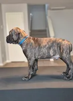 Beast, a male Cane Corso for sale in Houston, TX – 2 of 5