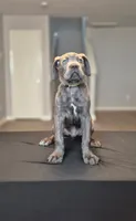 Logan, a male Cane Corso for sale in Houston, TX – 2 of 5