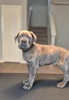 Nightcrawler, a male Cane Corso for sale in Houston, TX – 2 of 5