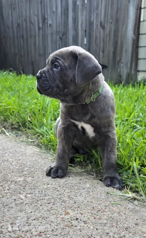 Gambit – Cane Corso puppy for sale in Houston, TX