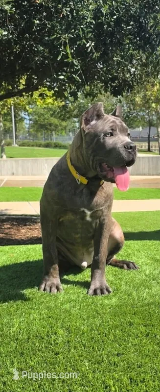 Logan, a male Cane Corso for sale in Houston, TX – 1 of 10