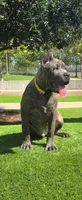 Logan, a male Cane Corso for sale in Houston, TX – 1 of 10